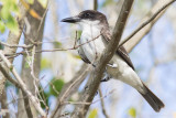 Giant Kingbird