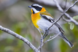 Western Spindalis, male