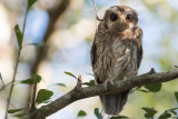 Bare-legged Owl, male