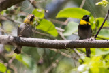 Cuban Grassquit, pair