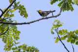 Black-throated Green Warbler, male