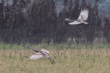 Sandhill Crane ssp. nesiotes