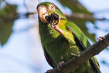 Cuban Parakeet