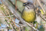 Zapata Sparrow ssp. sigmani