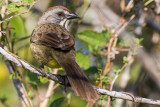 Zapata Sparrow ssp. inexpectata