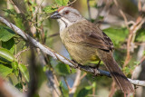 Zapata Sparrow ssp. inexpectata