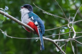 Cuban Trogon