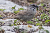 Zapata Sparrow ssp. varonai