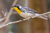 Yellow-throated Warbler