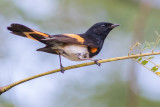 American Redstart, male