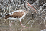 American White Ibis