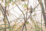 Zapata Wren