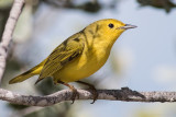 Mangrove Warbler ssp. gundlachi, female