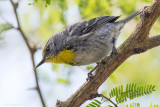 Olive-capped Warbler