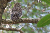 Cuban Pygmy Owl