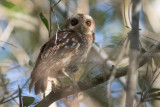 Bare-legged Owl, male