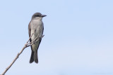 Grey Kingbird