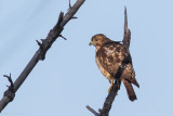 Broad-winged Hawk ssp. cubanensis