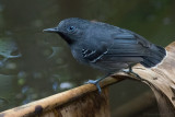 Black-chinned Antbird, male
