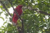 Crimson Fruitcrow, male