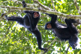 Guianan Spider-monkey