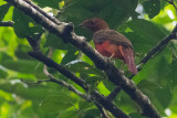 Guianan Red Cotinga, female