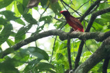 Guianan Red Cotinga, male