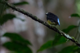 White-fronted Manakin, male