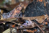 Guiana Shield Leaf-Toad 