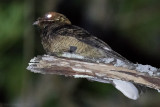 Black-shouldered Nightjar (Caprimulgus nigriscapularis)