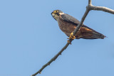 African Hobby (Falco cuvierii)