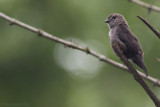 Ussher's Flycatcher (Muscicapa ussheri)