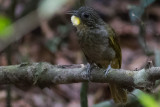 Western Bearded Greenbul (Criniger barbatus)