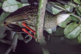 Nkulengu Rail (Himantornis haematopus)