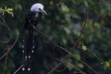 White-crested Hornbill (Horizocerus albocristatus)