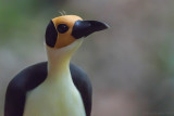 Yellow-headed Picathartes (Picathartes gymnocephalus)