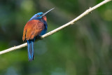 Blue-moustached Bee-eater (Merops mentalis)