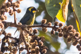 Gold-ringed Tanager