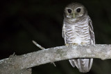 White-browed Owl (Athene superciliaris)