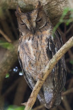 Torotoroka Scops Owl (Otus madagascariensis)