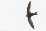 Malagasy Black Swift (Apus balstoni)