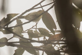 Birds of Madagascar