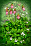 **** 217.32 - Botanical: Pink Lady Slippers (Vignette) 