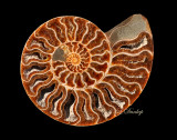 Fossil Nautilus 