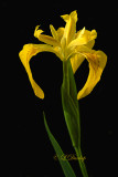 Yellow River Iris 