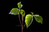 Jack In The Pulpit