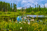 * 104.3 - Arrowhead Pond, Midsummer With Daisies