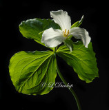 201 - Large-Flowered Trillium Two (Favorite Trillium Portrait)