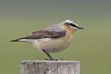 Tapuit / Wheatear