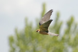 Roodpootvalk /  Red-footed Falcon